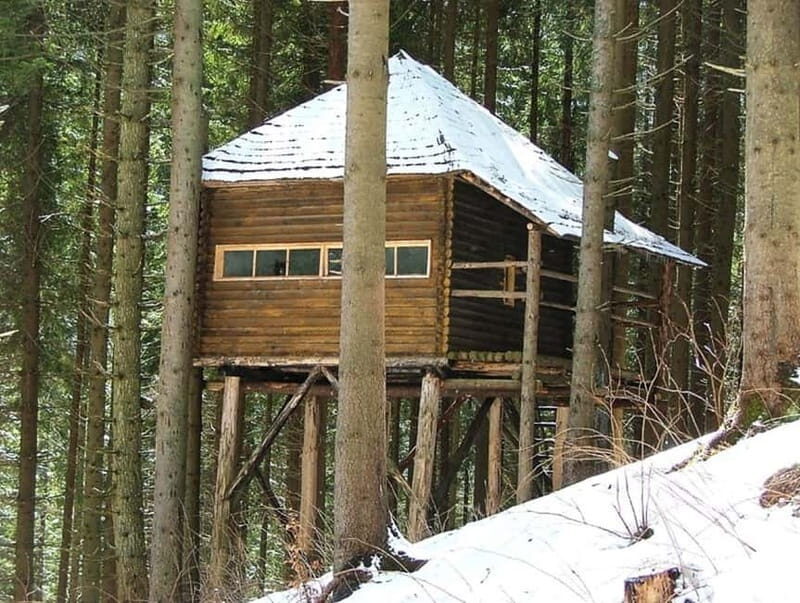 Brasov: Brown Bear & Wildlife Watching - The Bear-Bait Question: If Food Appears Near the Hide