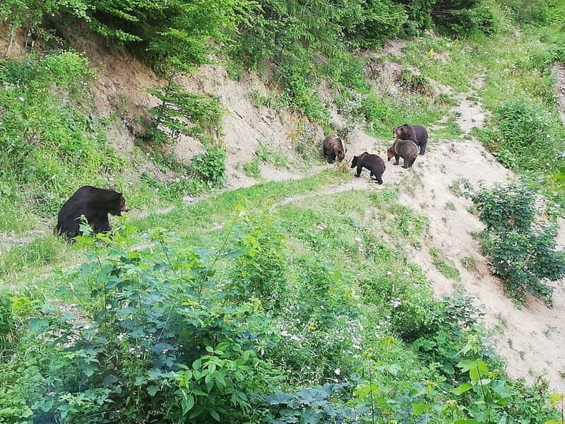 Brasov: Brown Bear & Wildlife Watching - Price and Value: What $150 Gets You (and What It Doesn’t)
