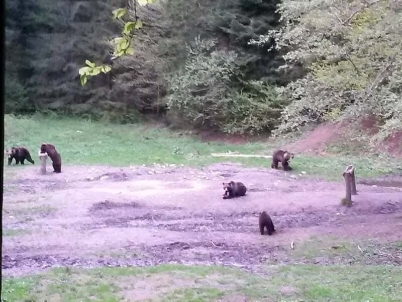 Brasov: Brown Bear & Wildlife Watching - Should You Book Brasov: Brown Bear & Wildlife Watching?