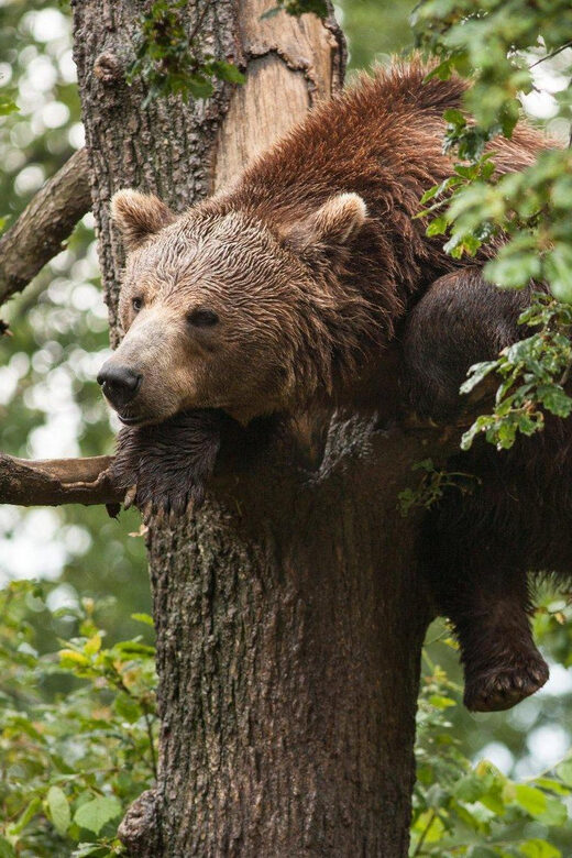 Brasov: Libearty Bear Sanctuary - Key Points to Know Before You Go
