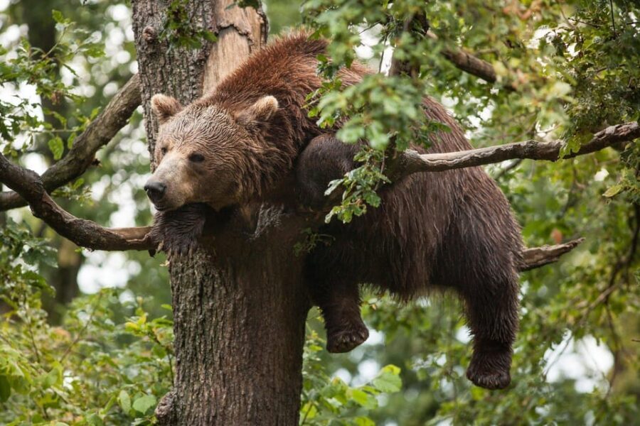Brasov: Libearty Bear Sanctuary - Who This Tour Fits Best (and Who Should Skip It)