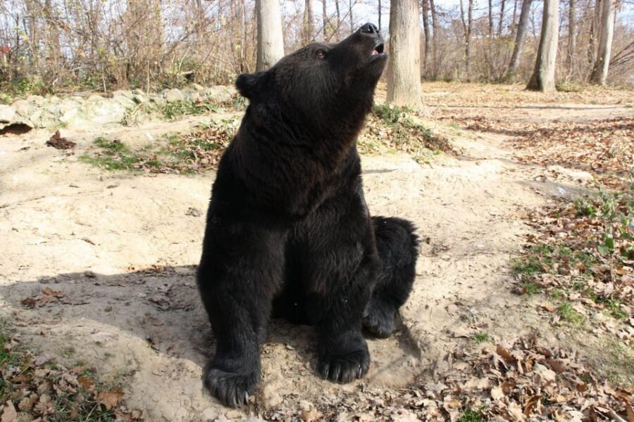 Brasov: Libearty Bear Sanctuary - Forest Walk with a Guide: Seeing Bears in a Real Habitat Setting