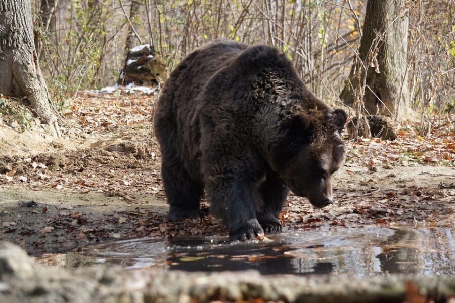 Brasov: Libearty Bear Sanctuary - Learning the Bear Stories: Rescue History and the Sanctuary Mission