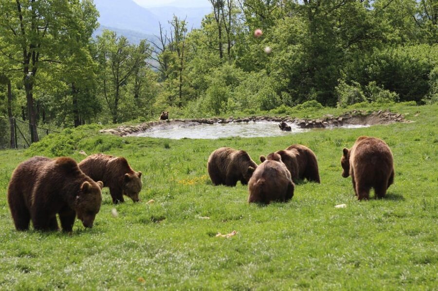Brasov: Libearty Bear Sanctuary - Maya’s Memorial Area: Why This Stop Feels Personal