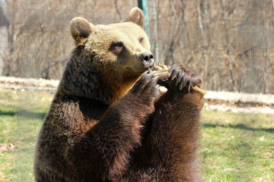 Brasov: Libearty Bear Sanctuary - Bear-Spotting and Photos: What You Can Actually Look For