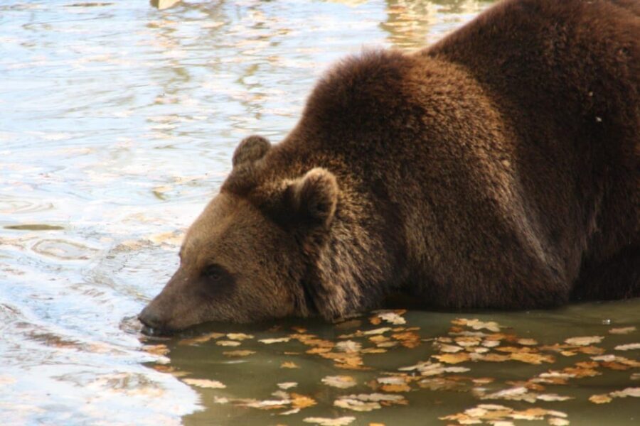 Brasov: Libearty Bear Sanctuary - Cost and Value: What $50 Covers, Plus Entry Tickets in RON