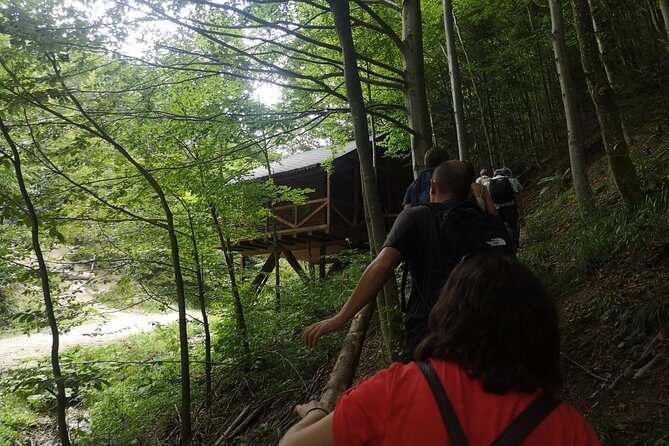 Brown Bears in the wild, no fence - Quick Key Points Before You Go