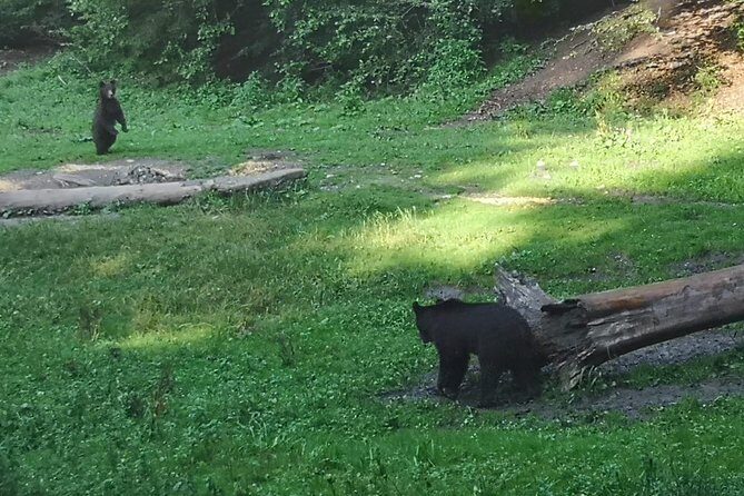 Brown Bears in the wild, no fence - The Forest Timing: Waiting for Bears Before Dark
