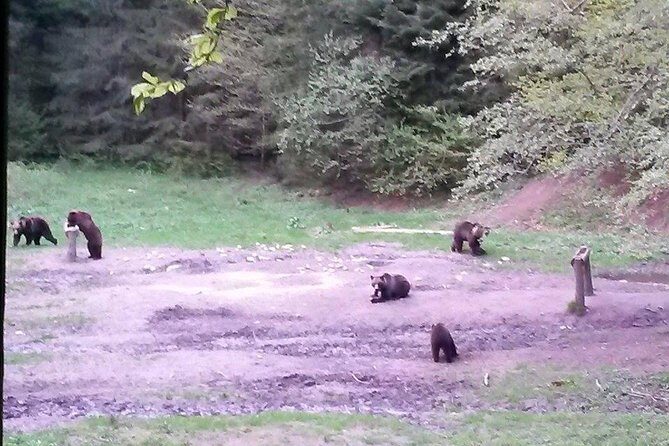 Brown Bears in the wild, no fence - What You’ll See Inside the Hide (Besides Bears)