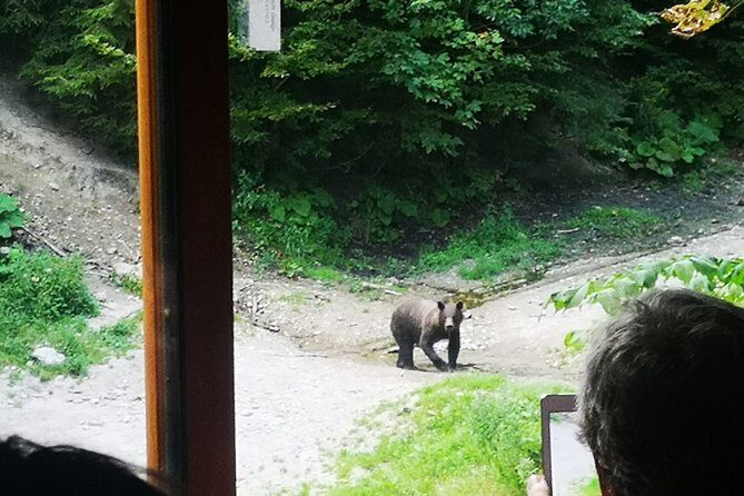 Brown Bears in the wild, no fence - Ranger Escort: Quiet Rules and Camera Tips That Actually Matter