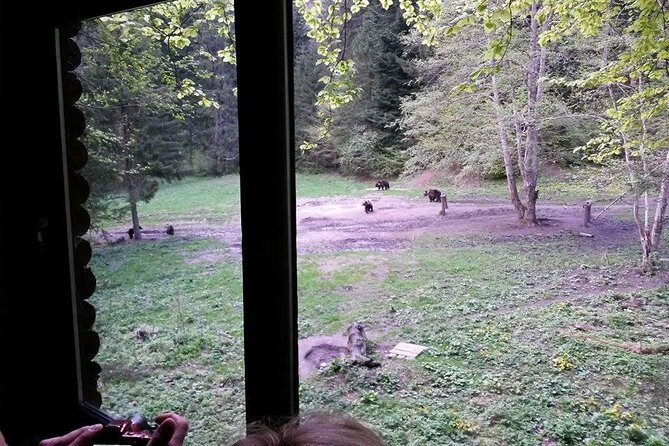 Brown Bears in the wild, no fence - Small Group Size: Why Max 15 Feels Different