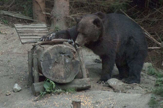 Brown Bears in the wild, no fence - Price and Value: Is $90.02 Worth It?