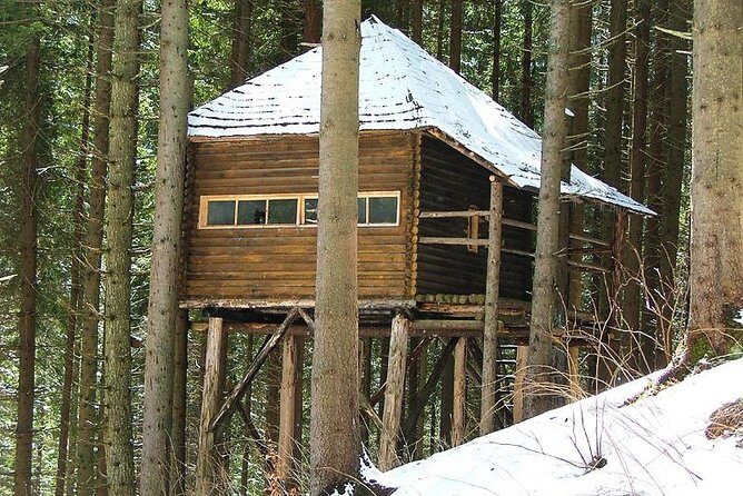 Brown Bears in the wild, no fence - Who Should Book This Bear Hide Trip