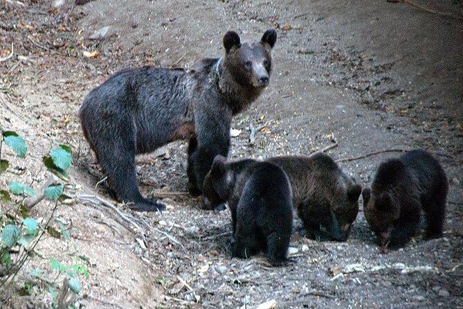 Brown Bears in the wild, no fence - Brasov Pickup Options: Transfer Included vs Drive Yourself