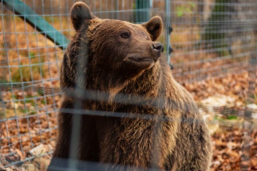 Bucharest: Bran Castle and Bear Sanctuary Small-Group Tour - The Libearty Bear Sanctuary: what you’ll see in the forest
