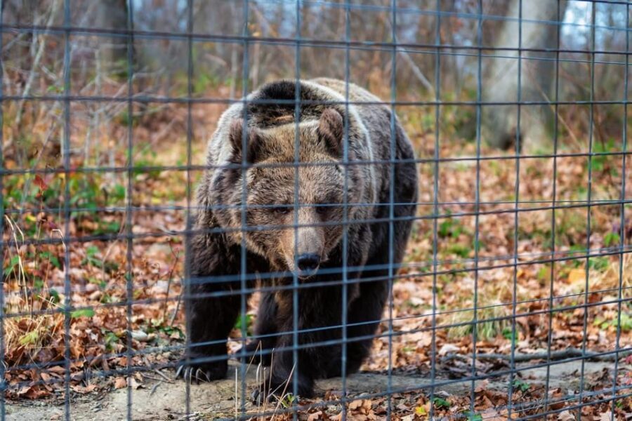 Bucharest: Bran Castle and Bear Sanctuary Small-Group Tour - Bran Castle: Dracula’s shadow, plus medieval rooms you can explore