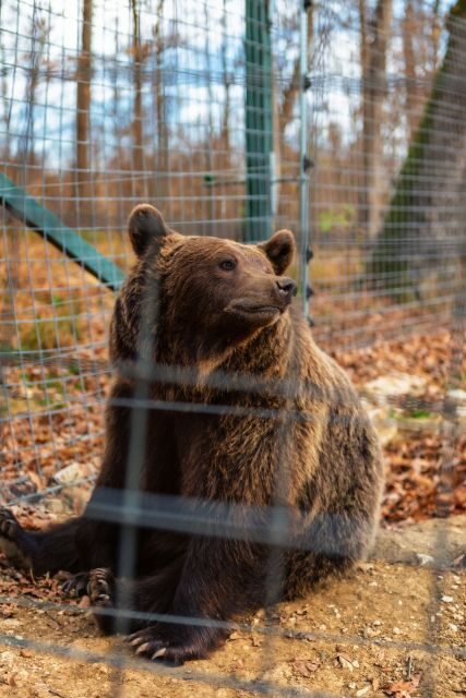 Bucharest: Bran Castle and Bear Sanctuary Small-Group Tour - Should you book this Bran Castle and Bear Sanctuary small-group tour?