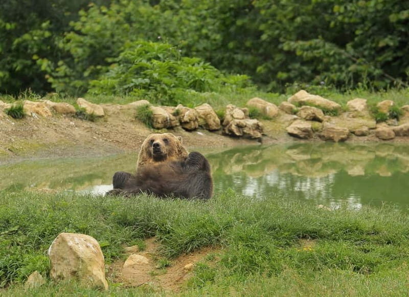 Bucharest: Day Trip to Bear Sanctuary, Bran Castle & Brasov - Zărnești Bear Sanctuary: watching rescued bears live freer