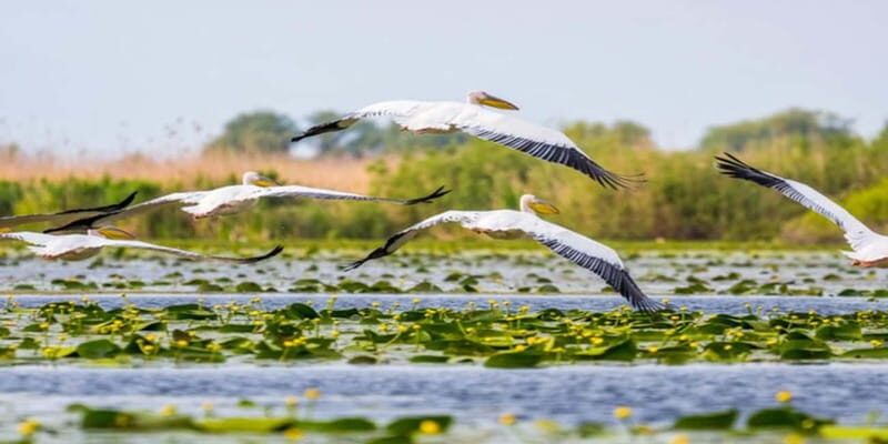 Bucharest: Day Trip to Danube Delta Small Group Premium Tour - The Speedboat Ride: Fast Enough for Action, Safe Enough to Relax