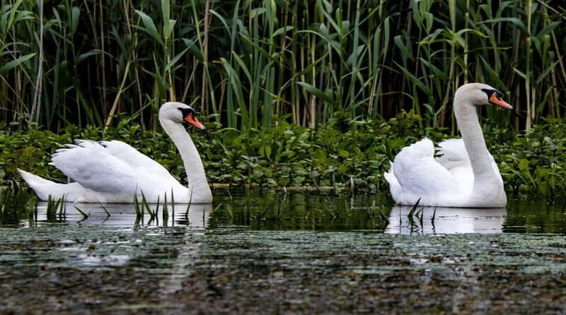 Bucharest: Day Trip to Danube Delta Small Group Premium Tour - Tulcea Stop: Short on Purpose, Handy for Real Life