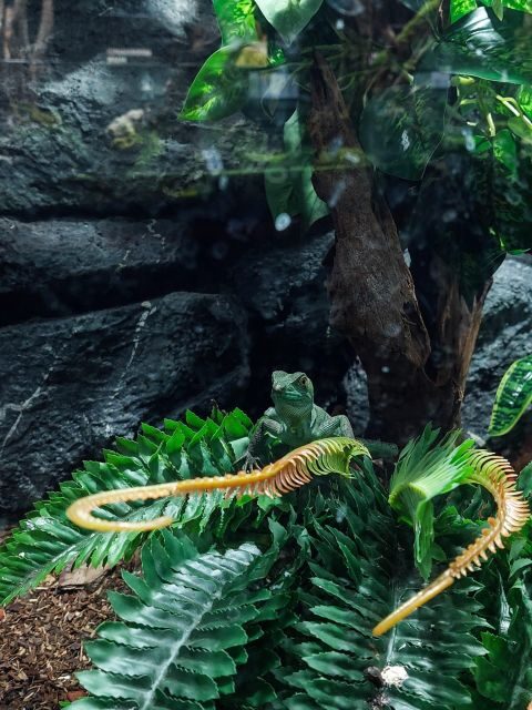 Bucharest: Reptiland Bucharest Entry Ticket - The rainforest-style terrariums: automated setups you can see clearly