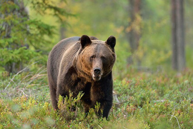 Carpathian Wilderness: A Wildlife Experience from Brașov - Key points before you go