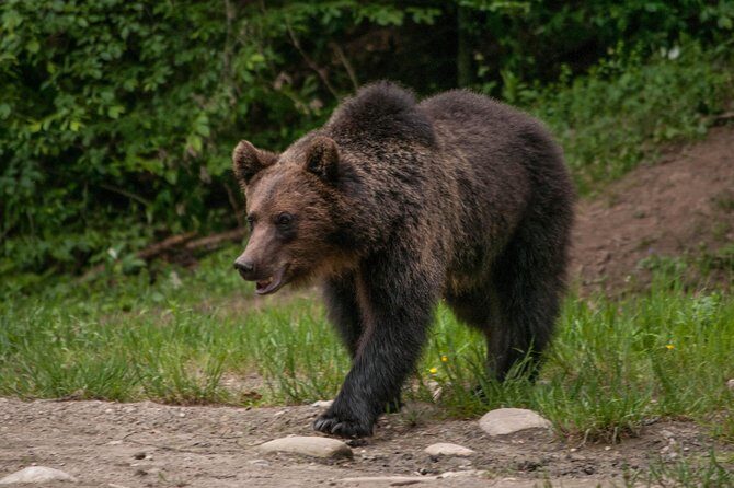 Carpathian Wilderness: A Wildlife Experience from Brașov - Brașov to the Carpathians: how the timing sets you up