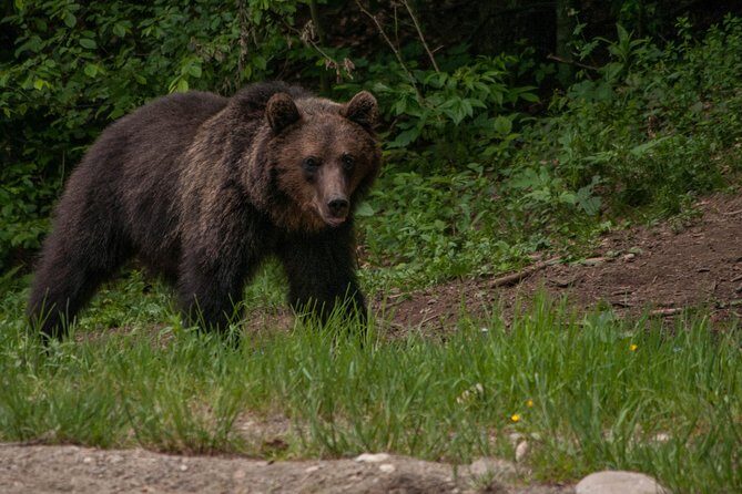 Carpathian Wilderness: A Wildlife Experience from Brașov - The van ride and ranger briefing: learning the forest before the wait