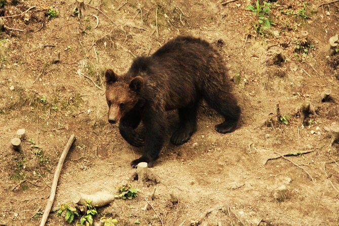 Carpathian Wilderness: A Wildlife Experience from Brașov - The observation hide: where patience turns into real wildlife moments
