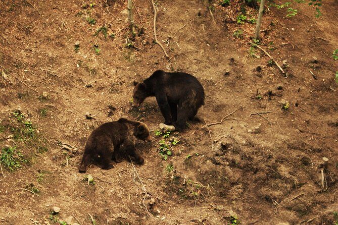 Carpathian Wilderness: A Wildlife Experience from Brașov - Safety and etiquette: small choices that protect the animals (and your experience)