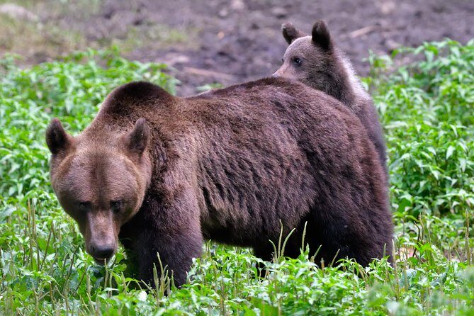 Carpathian Wilderness: A Wildlife Experience from Brașov - Price and value: why $93 can make sense here