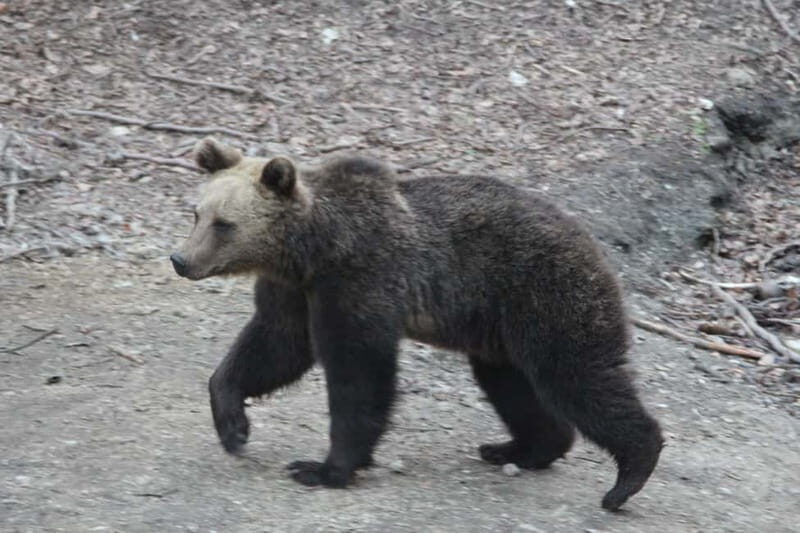 Carpathian Wilderness: A Wildlife Experience from Brașov - Who should book (and who should skip this one)