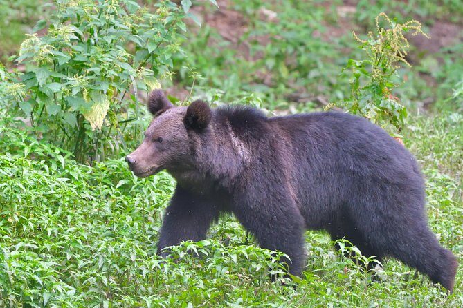 Carpathian Wilderness: A Wildlife Experience from Brașov - Meeting point details in central Brașov (so you don’t waste daylight)