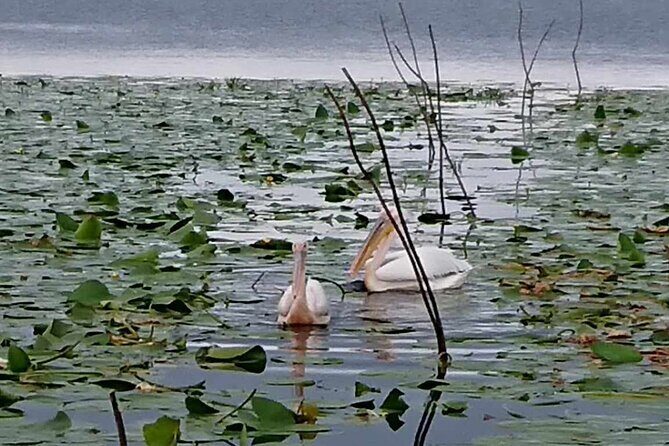 Daily Tours in the Danube Delta - Camely Cruise - Wildlife Watching at Slow Speed: Why This Pace Works