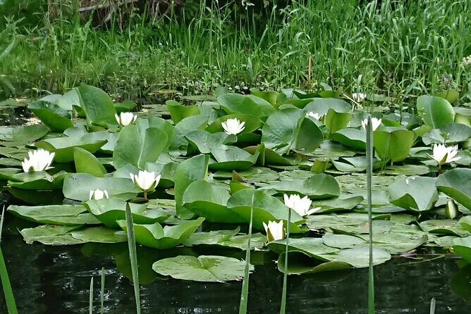 Daily Tours in the Danube Delta - Camely Cruise - Stop 1: Danube Delta by Boat (The One Stop That Matters)