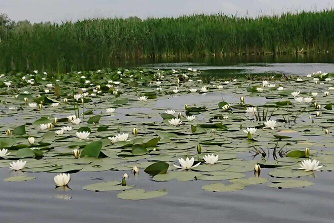 Daily Tours in the Danube Delta - Camely Cruise - Food and Drinks Included: Not a Full Meal, But Enough