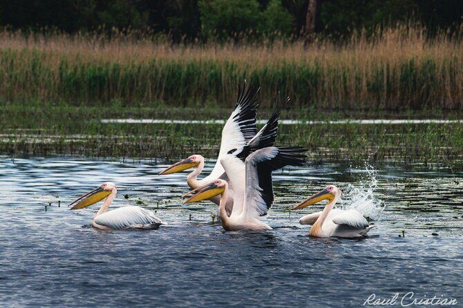Danube Delta guided boat trip Tulcea - Mila 23 - Mila 23 and the Lotca Museum tied to Ivan Patzaichin