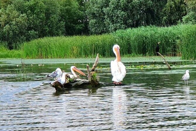 Danube Delta - Private Tour with Boat Trip & Traditional Lunch - Traditional lunch in the delta: fish-forward and very Romanian