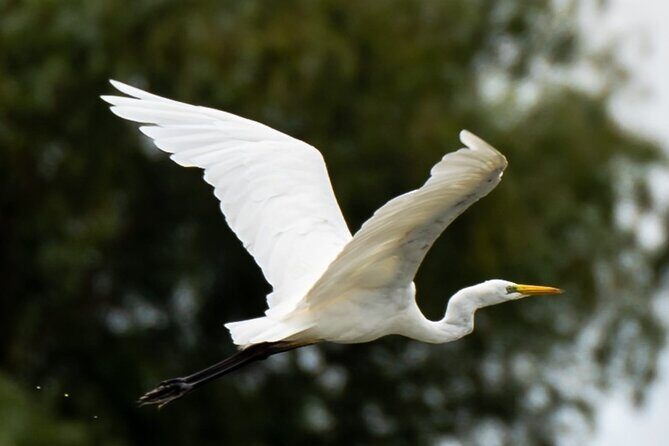 Danube Delta - Private Tour with Boat Trip & Traditional Lunch - Price and value: what $227.70 really buys you