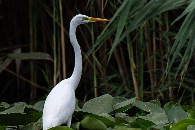 Danube Delta - Private Tour with Boat Trip & Traditional Lunch - Timing, heat, and bird expectations: how to avoid disappointment
