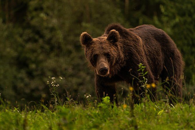 Day Trip & Bear Watching in the Land of Volcanoes - Puturosu Cave and the Smelly Cave hike