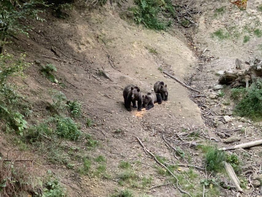 From Brasov: Bear Watching in the Wild ( 100 % ) - Key Things to Know Before You Go