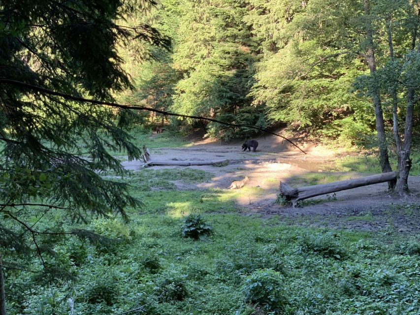 From Brasov: Bear Watching in the Wild ( 100 % ) - Late-Afternoon Pickup and the Drive Into Bear Territory