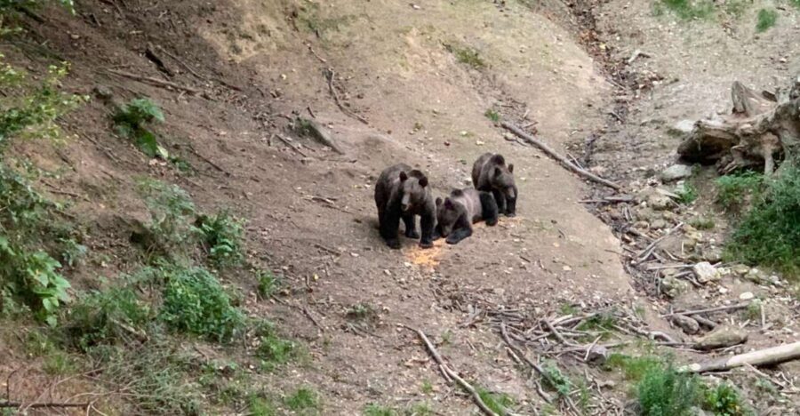 From Brasov: Bear Watching in the Wild ( 100 % ) - Walking to the Observatory (or Riding Up by Jeep)