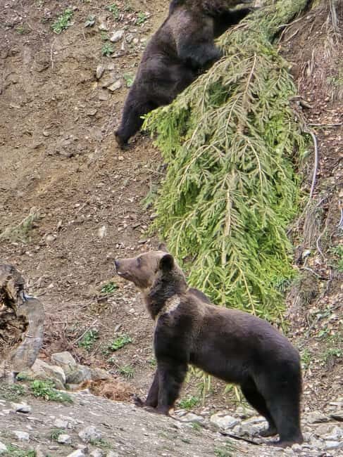 From Brasov: Bear Watching in the Wild ( 100 % ) - The Two-Hour Viewing Window: How the Experience Really Works