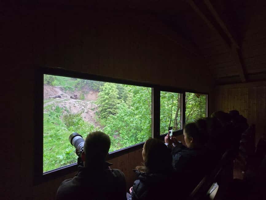 From Brasov: Bear Watching in the Wild ( 100 % ) - What You Might See: Bears, Red Foxes, and Those Male Moments