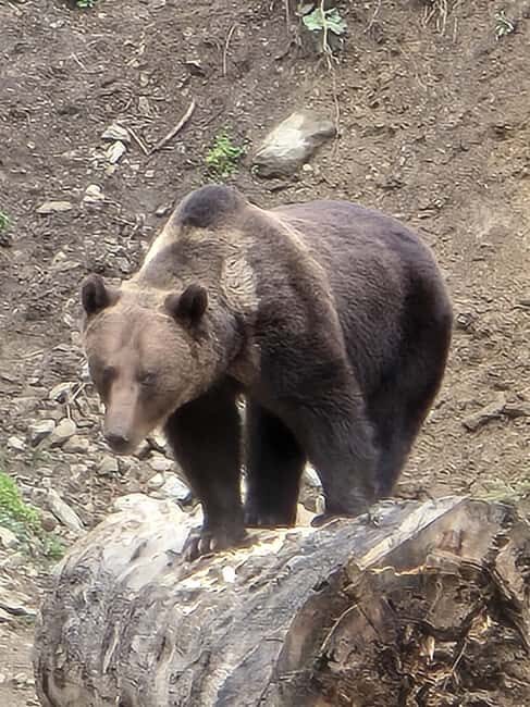 From Brasov: Bear Watching in the Wild ( 100 % ) - Price and Value: What You Pay for at $120 Per Person