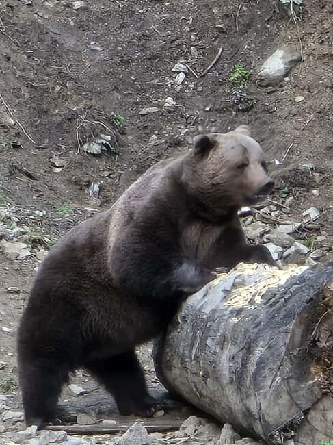 From Brasov: Bear Watching in the Wild ( 100 % ) - Group Size Reality: Small on Paper, Busy in the Hut