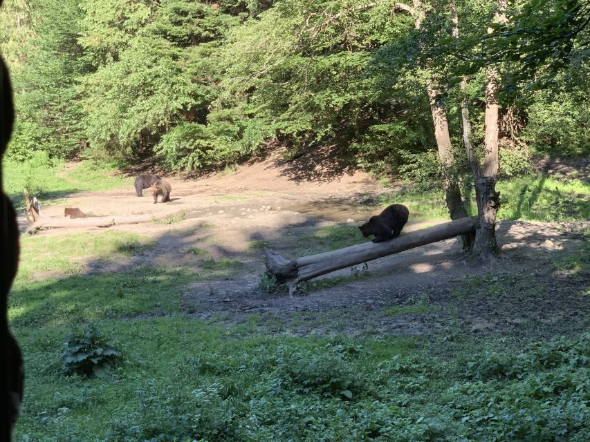 From Brasov: Bear Watching in the Wild ( 100 % ) - What to Bring (and What to Leave Behind)