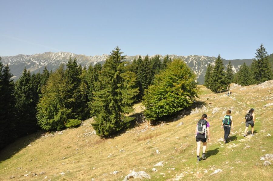 From Brasov: Piatra Craiului National Park Private Day Tour - Picking your hiking route inside Piatra Craiului National Park